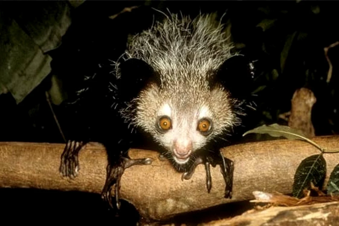 Aye-aye animal este o specie de lemur specifică zonei Madagascarului