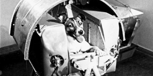 catelusa Laika