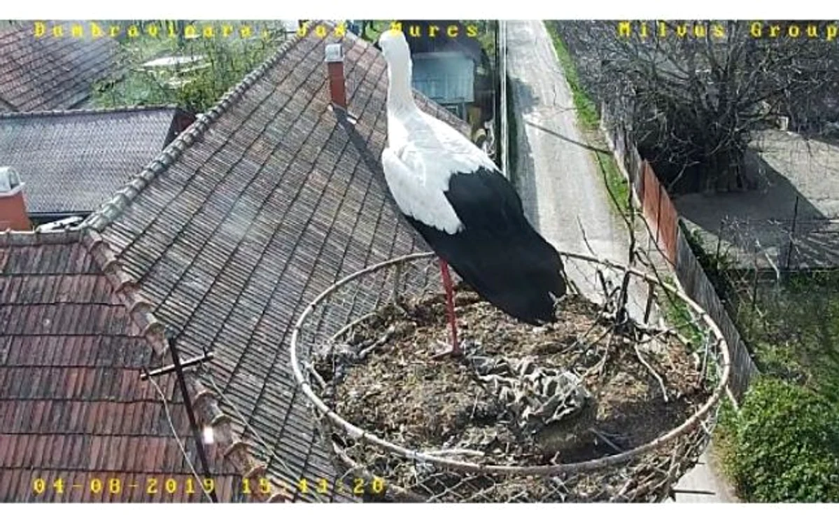 camera live pasari