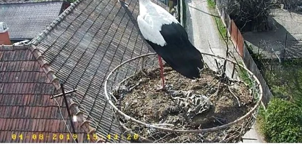 camera live pasari