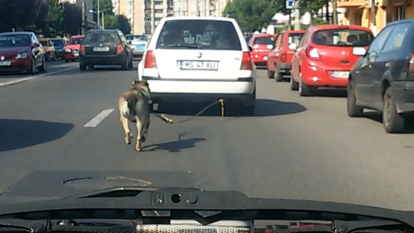 Câinele alerga după maşină  FOTO: captură după filmul făcut de Zoltan Ujvary