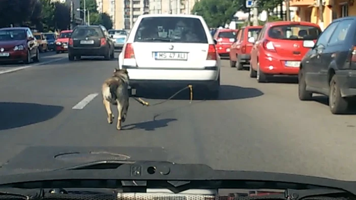 Câinele alerga după maşină  FOTO: captură după filmul făcut de Zoltan Ujvary