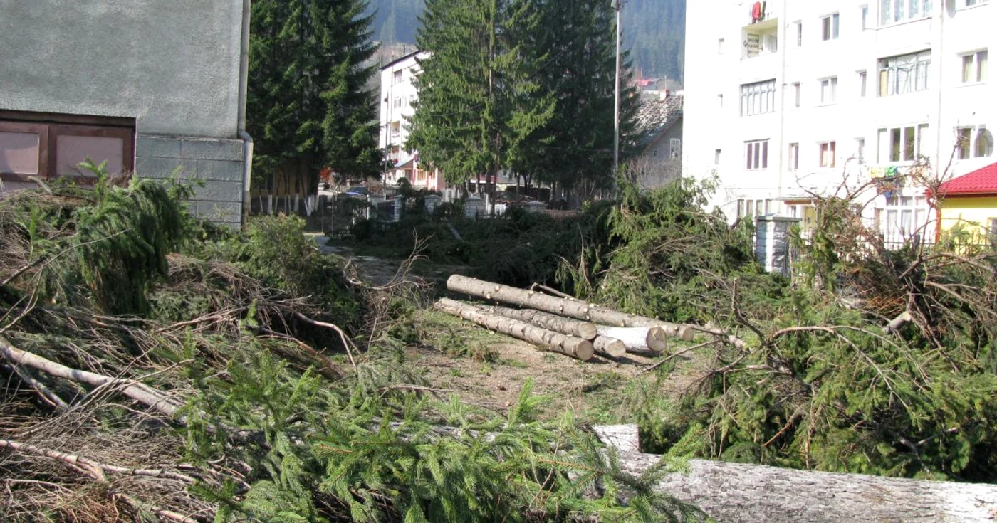 Zeci de molizi sănătoşi au fost puşi la pământ de drujbele Primăriei Câmpulung Moldovenesc.             Foto: Monitorul de Câmpulung