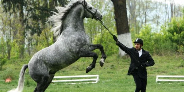 Caii de la Sâmbăta sunt dresaţi pentru spectacole ecvestre. Foto: Stelian Grăjdan. .
