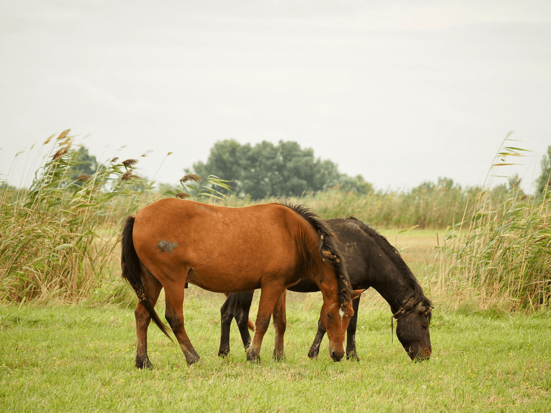 Caii din Delta Dunării au fost numărați oficial. Câte animale trăiesc libere în rezervație