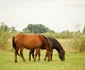 Cai salbatici in delta FOTO Asociatia ARCA jpg