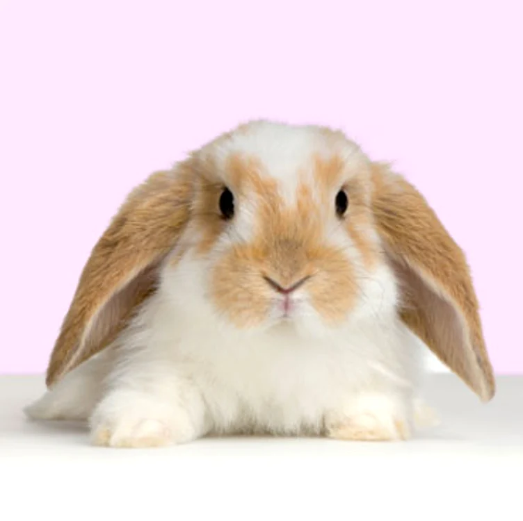 
    Turiștii s-au plâns că ţigările cumpărate miros a fecale de animal  