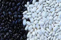 beans 799943 640 jpeg