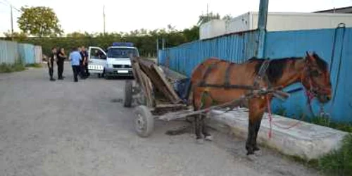 Când hoţii au reuşit să urce scara într-o căruţă, spre norocul căluţului costeliv, i-au luat la întrebări jandarmii