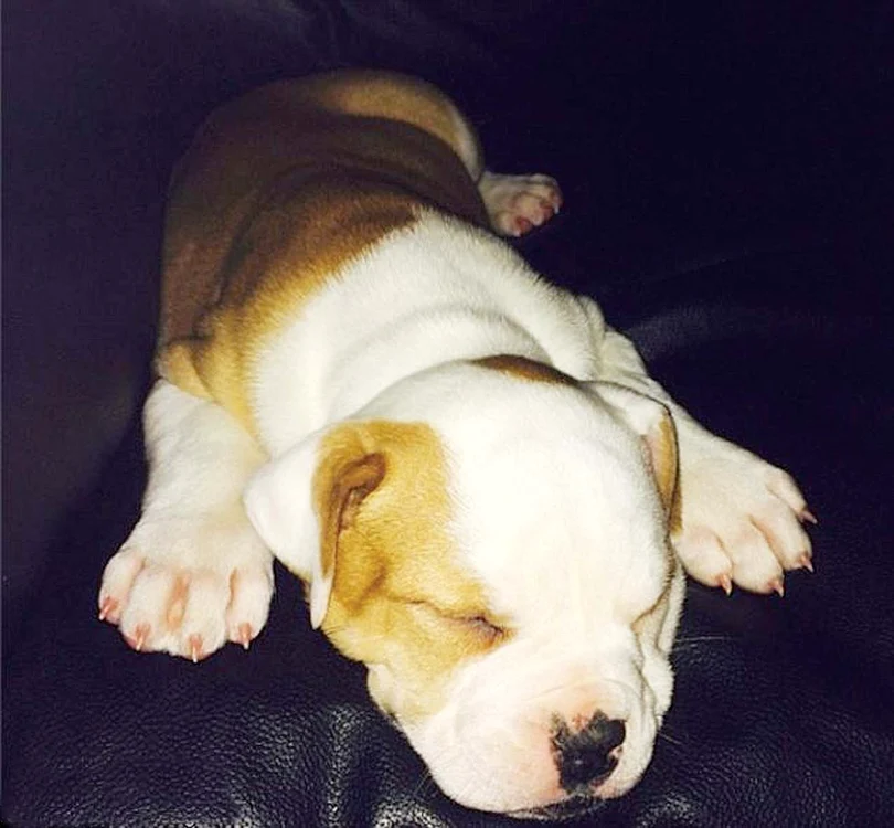
    L-a cumpărat pe Karma  în decembrie 2013  şi l-a abandonat în  februarie 2014foto: Guliver/splashnews/instagram  