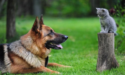 1 81366 original jpg jpeg