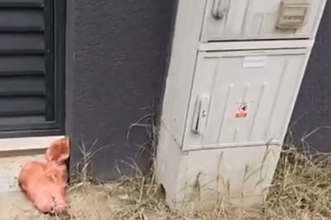 Cap de porc la poarta casei lui Marius Lulea. Cofondatorul AUR a sesizat poliția