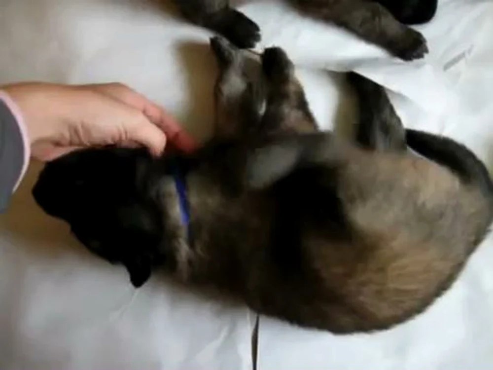 De ce dă câinele din picior când îl scarpini pe burtă? Răspunsul a făcut găsit de niște cercetători: E un gest reflex de protecțiecaptură: youtube.com