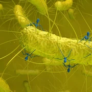 BacteriophageGraphic jpg