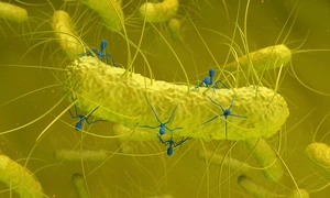 BacteriophageGraphic jpg