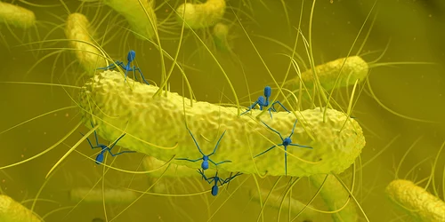 BacteriophageGraphic jpg