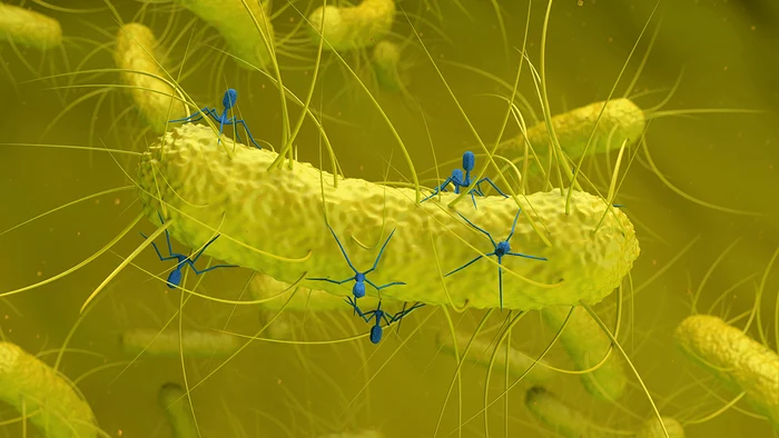 Bacterii intestin FOTO: getty images