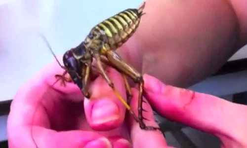 insecta jpeg