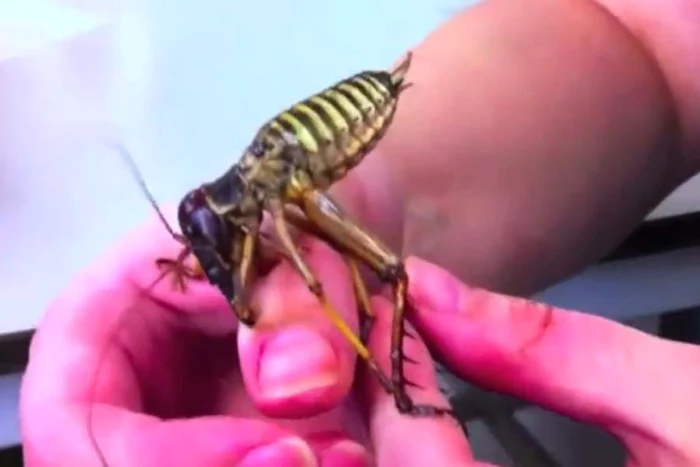 Insecta uriaşă