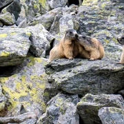 Marmote in Parcul Național Retezat  Foto Claudia Danău și Cătălin Josan  PNR (7) jpg