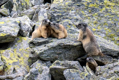 Marmote in Parcul Național Retezat  Foto Claudia Danău și Cătălin Josan  PNR (7) jpg