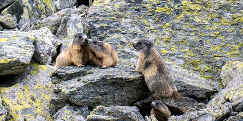Marmote in Parcul Național Retezat  Foto Claudia Danău și Cătălin Josan  PNR (7) jpg