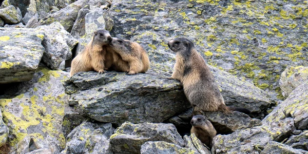 Marmote in Parcul Național Retezat  Foto Claudia Danău și Cătălin Josan  PNR (7) jpg
