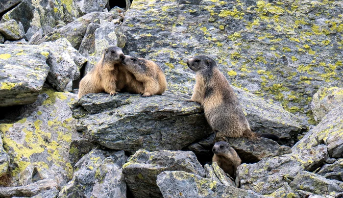 Marmote în Retezat. Foto: Administrația PArcului Național Retezat. Facebook