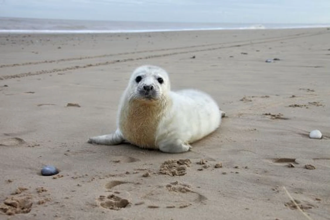 Pui de foca FOTO CATERS