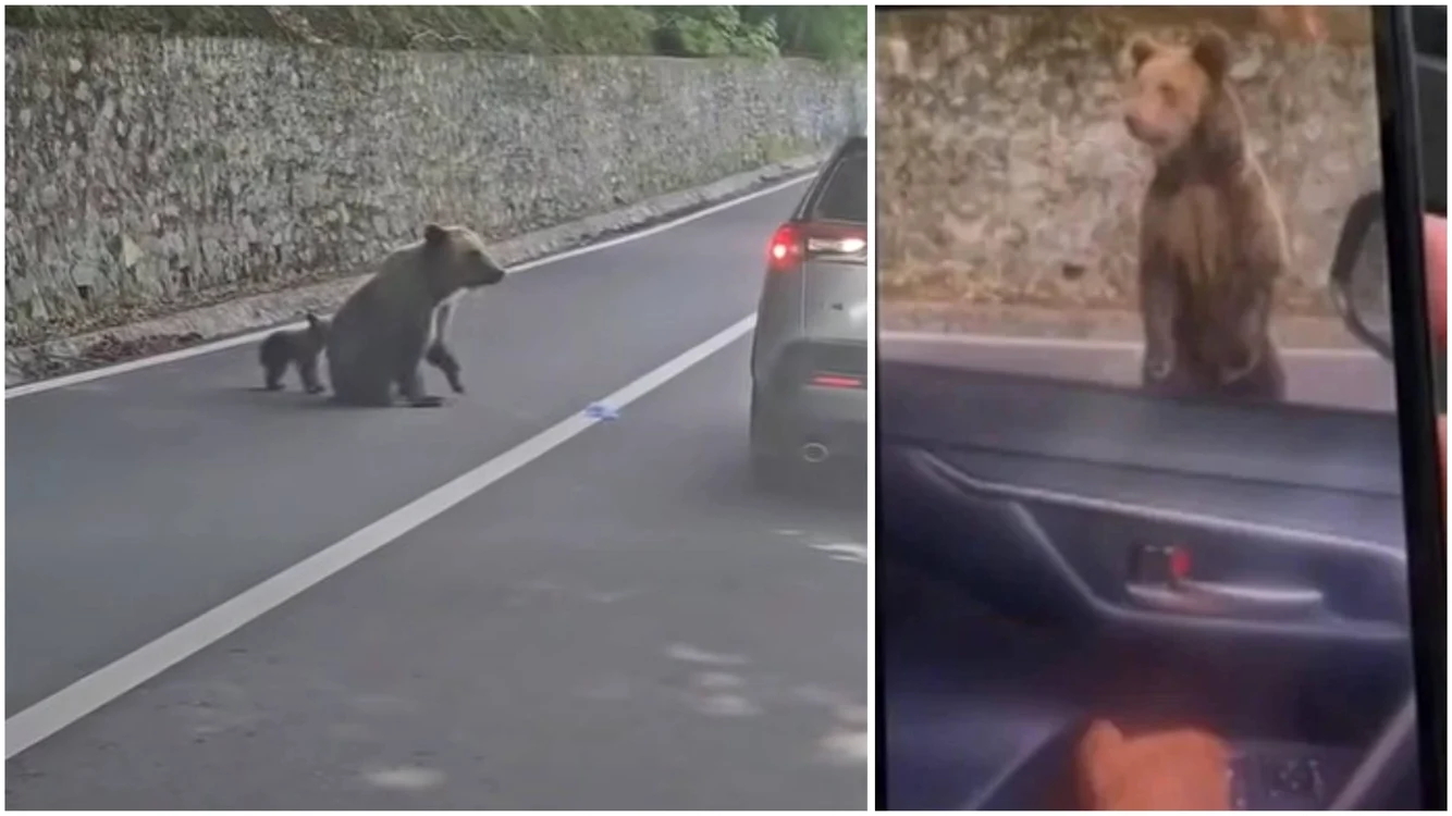 Turist atacat de urs. Foto: captură video social media