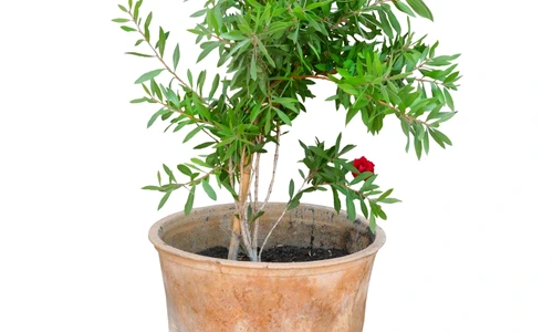 1 67367 original jpg jpeg