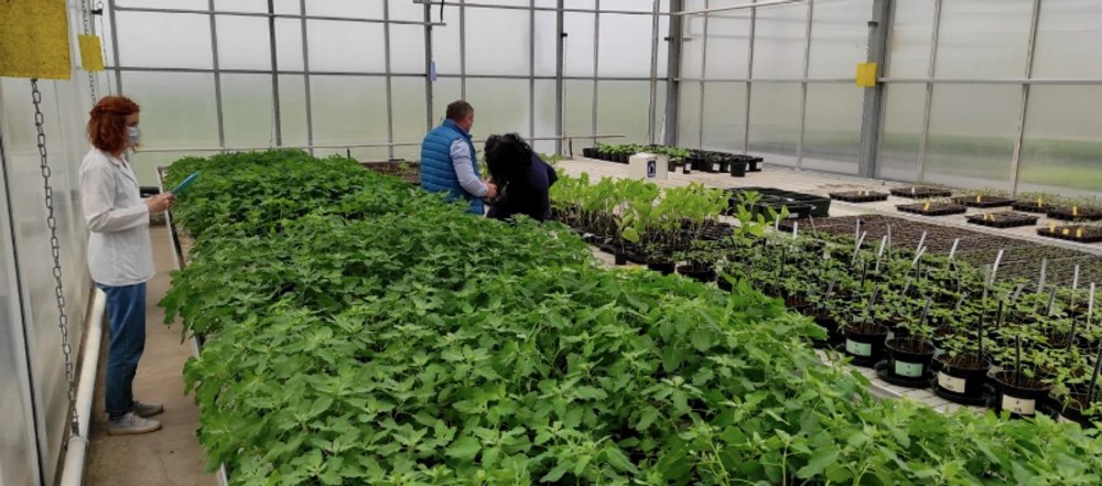 Frunzele de quinoa, mâncarea viitorului. Ce spun cercetătorii despre proprietăţile lor 