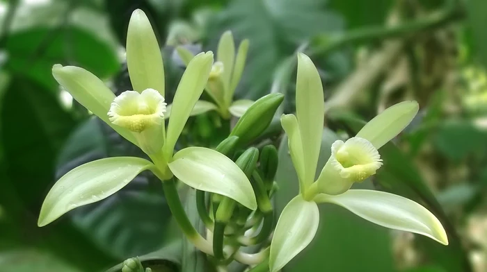Vanilla planifolia - floarea de vanilie / FOTO: Pixabay
