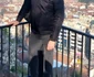 Constantin Gângă. FOTO Facebook