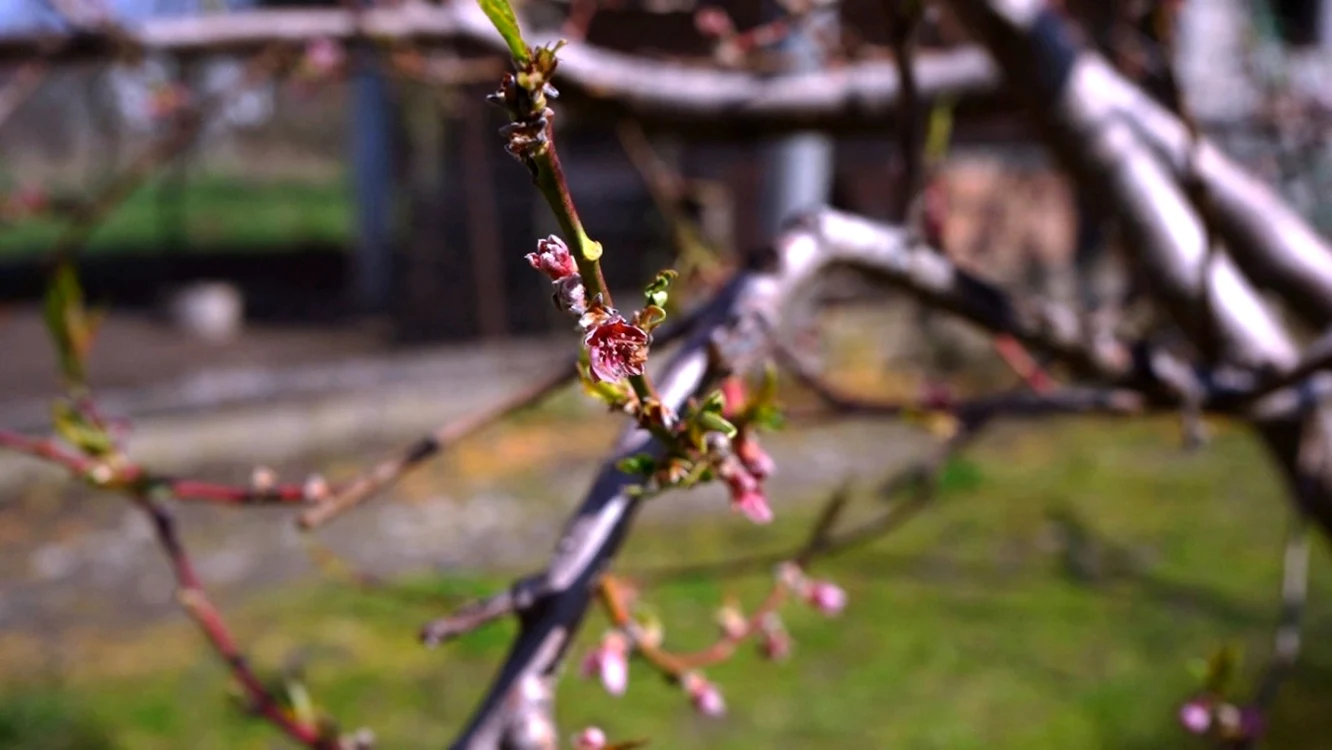 Producţia de mere va fi mai mică, anul acesta, din cauza condiţiilor meteo