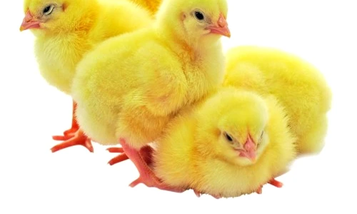 1 47341 original jpg jpeg