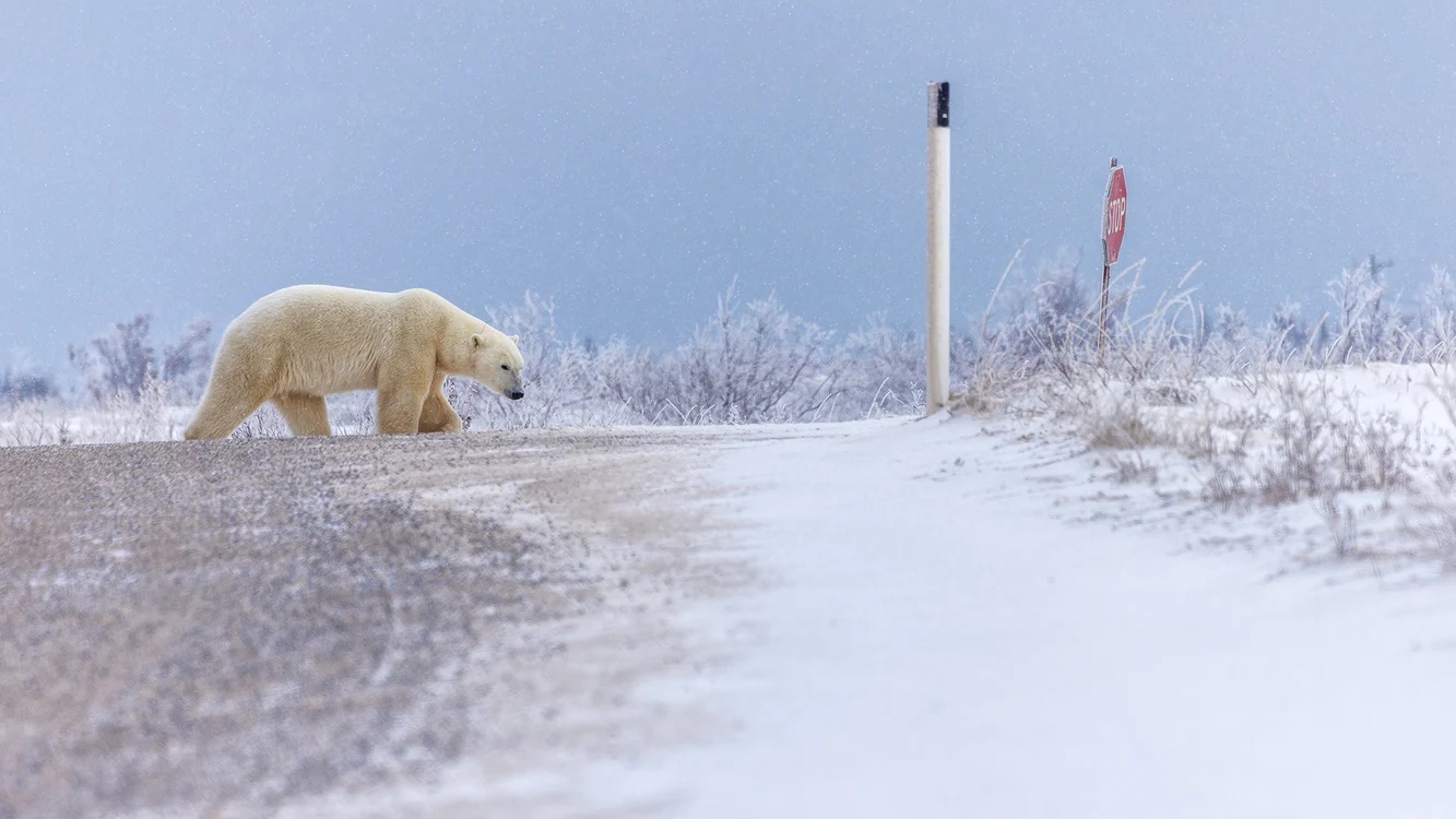 În Churchill, urșii se plimbă ca în parc. FOTO: Rareș Beșliu