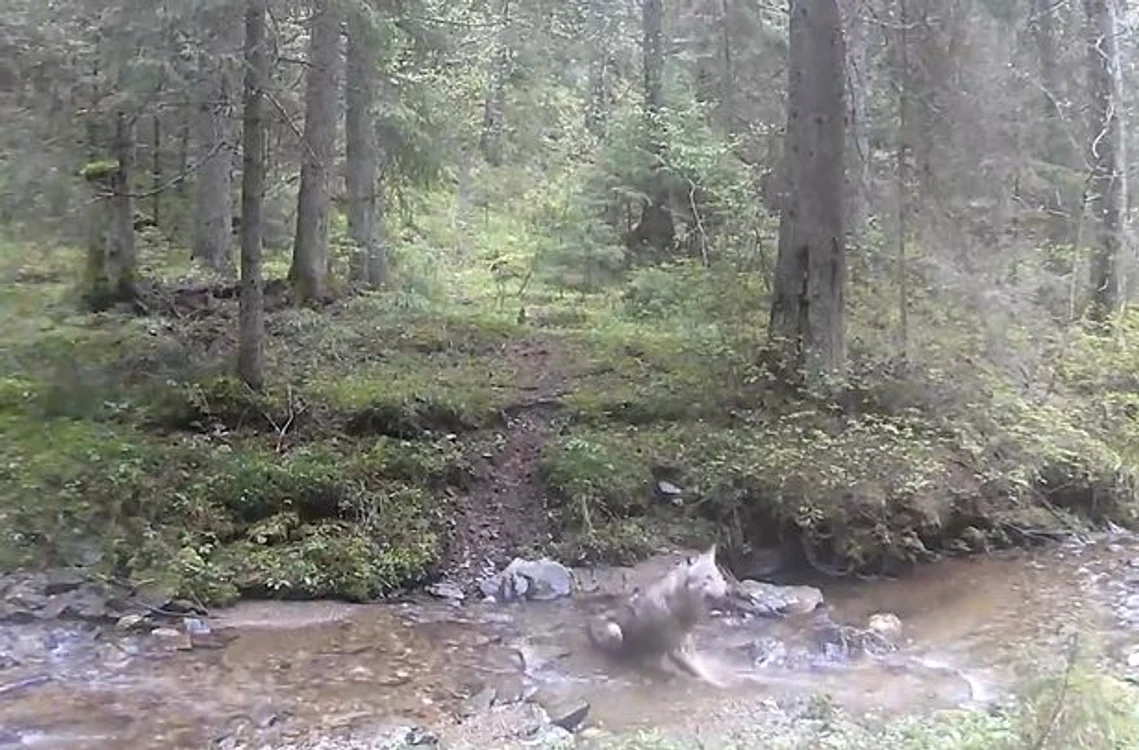 Lupul se scaldă într-o apă curgătoare din pădure FOTO captură video Romsilva