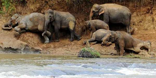 elefanti la orfelinatul Pinnawela din Sri lanka foto mediafax/afp