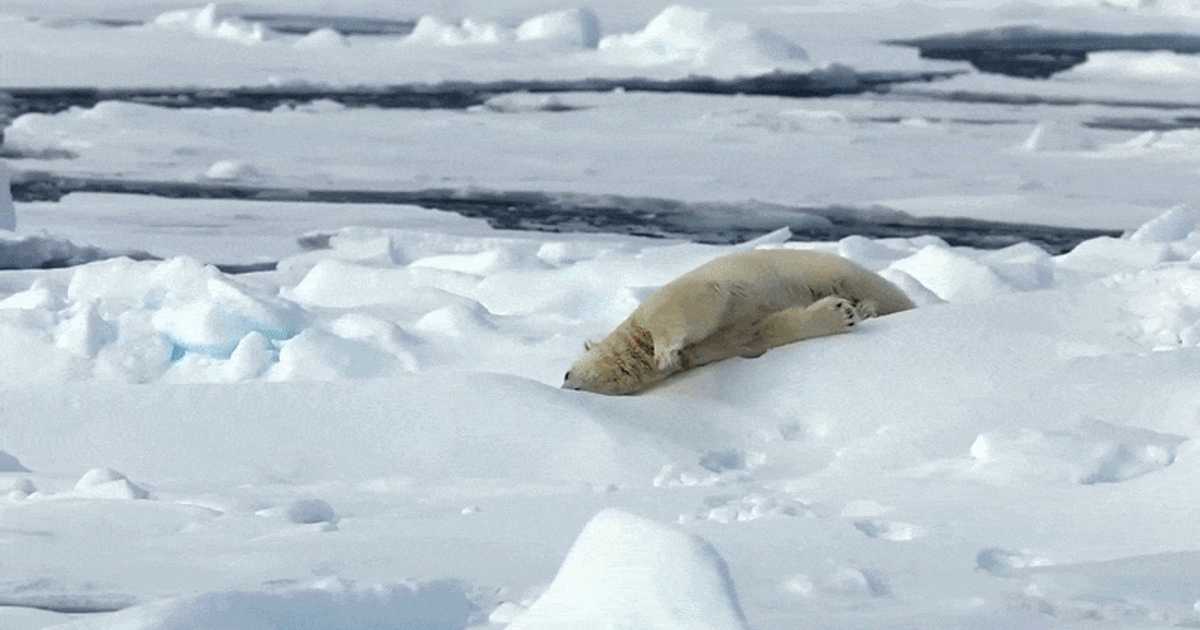 „Antrenamentul” sezonului în Arctica: Un urs polar folosește un bloc de gheață pe post de halteră