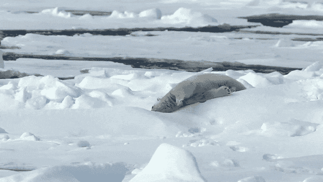 „Antrenamentul” sezonului în Arctica: Un urs polar folosește un bloc de gheață pe post de halteră