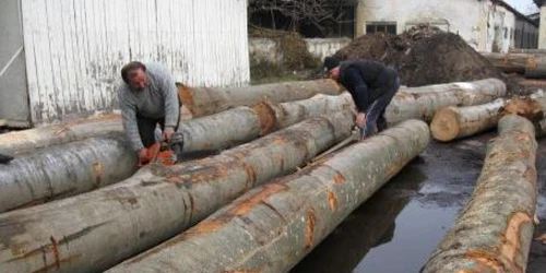 Lemnele au fost confiscate şi duse la Ocolul Silvic Polovragi