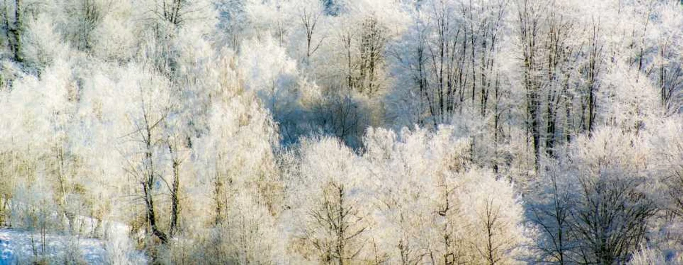 iarna in parcul gradstea muncelului foto remus suciu