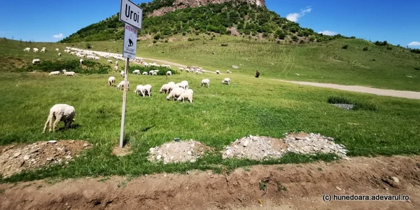 uroi foto daniel guta adevarul