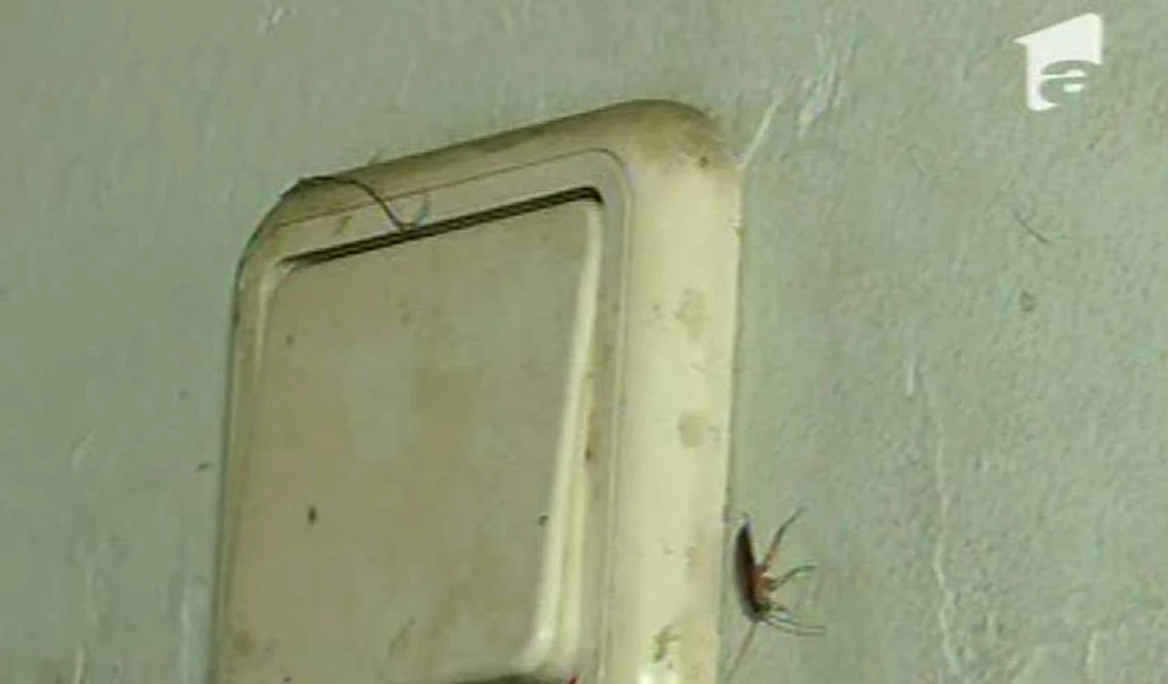 Daniela Gyorfi, şocată de mizeria din casa Ioanei Tufar (Foto: captură video Antena 1)