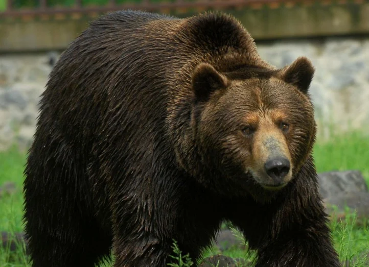 Ursul brun FOTO : carpatzoo.ro 
