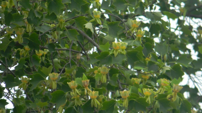 La Reşiţa au înflorit arborii cu lalele