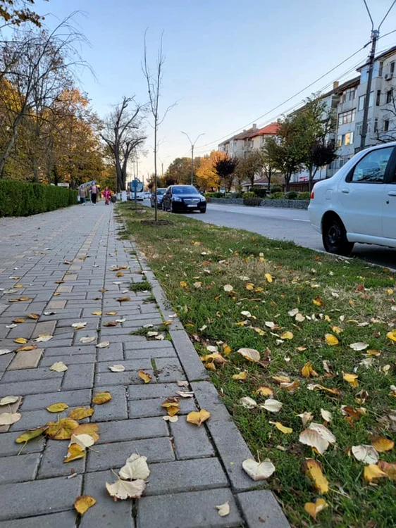 Tei şi platani, plantaţi la Feteşti FOTO Facebook/Primăria Municipiului Feteşti