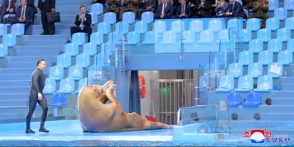 kim jong un vizita rusia morsa foto via businessinsider png