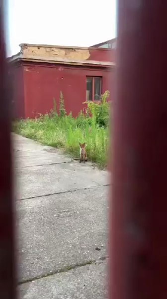 Femeie mușcată de șacal la Arad, pe când încerca să își salveze animalul de companie VIDEO